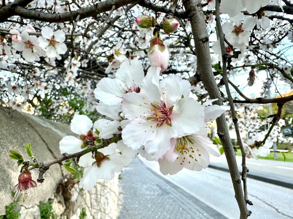 Almond blossoms in Jerusalem