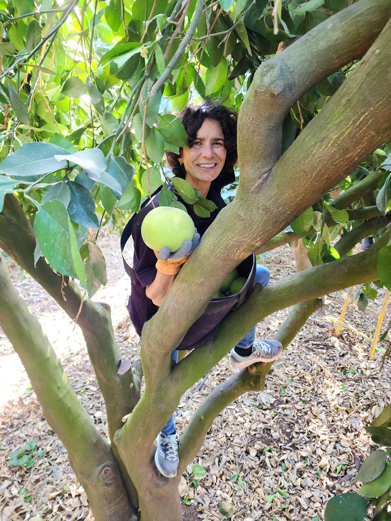 ICEJ staff member in tree picking fruit