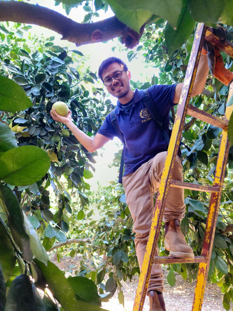 ICEJ staff member on a ladder to reach fruit at the top of the tree